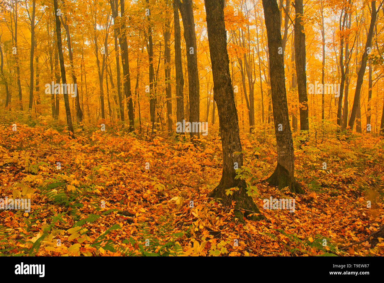 Autumn colors of maple hardwood forest in Les Notre-Dame Mountains (Appalachian Mountains). Great Lakes - St.  Lawrence Forest Region. Réserve faunique de Rimouski Quebec Canada Stock Photo