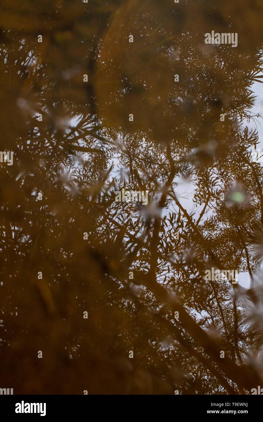 Close-up tree reflection on the water Stock Photo