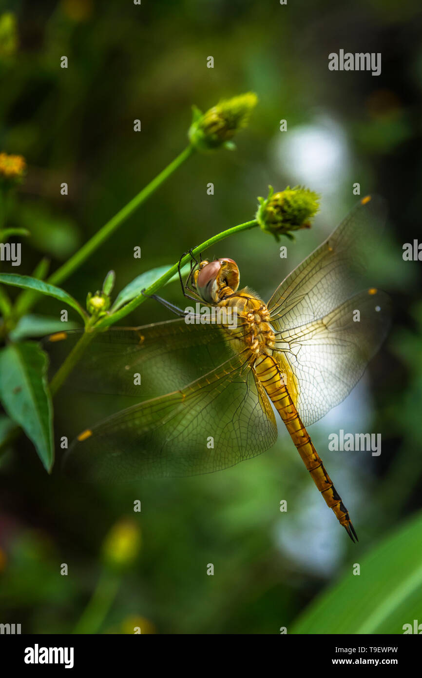 A Dragonfly close-up picture Stock Photo - Alamy
