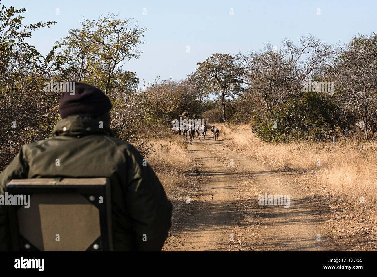 Guided safari in Africa Stock Photo