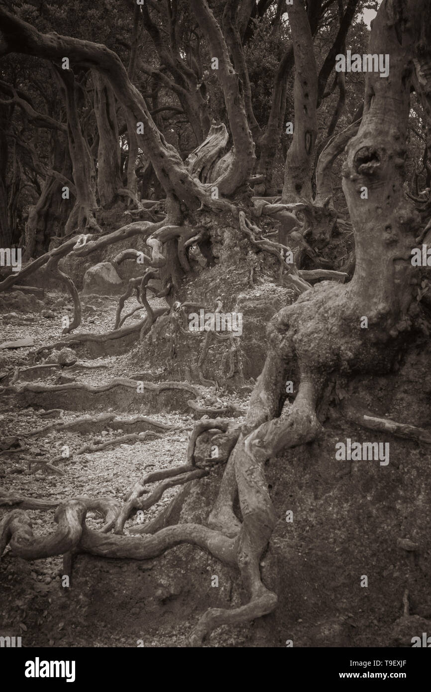 The tree trunks unique texture and shape in sepia colour Stock Photo