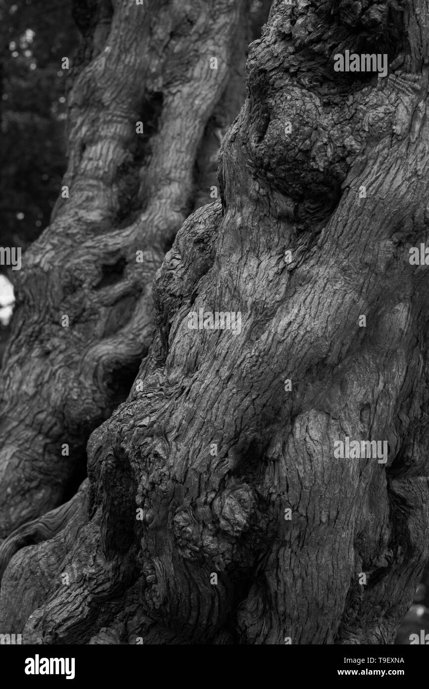 Tree specific Black and White Stock Photos & Images - Alamy