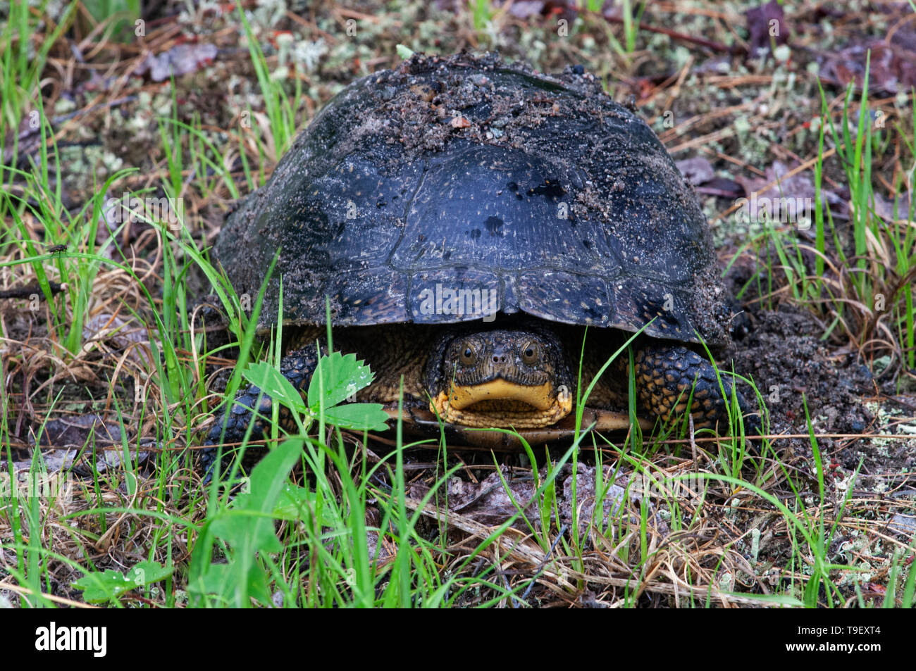 Blanding S Turtle Emys Blandingii Or Emydoidea Blandingii