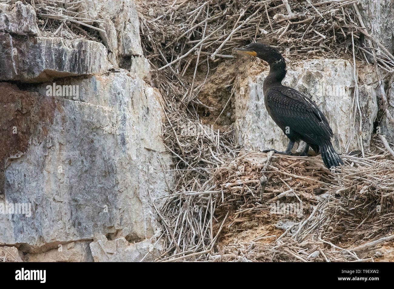 Double-crested cormorant (Phalacrocorax auritus) in the Lake of the Woods Ontario Lake of the Woods District Canada Stock Photo