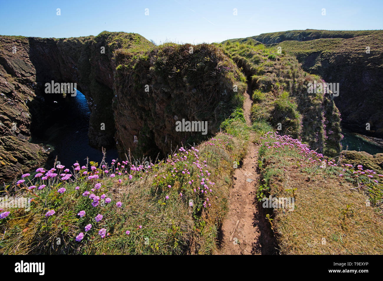 Arch birds hi-res stock photography and images - Alamy