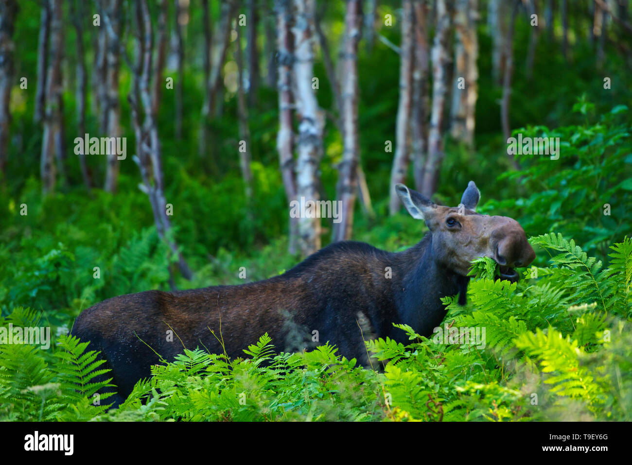 Moose (Alces alces) in the boreal forest, This is a provincial park and not a true Canadian national park Parc national de la Gaspésie Quebec Canada Stock Photo
