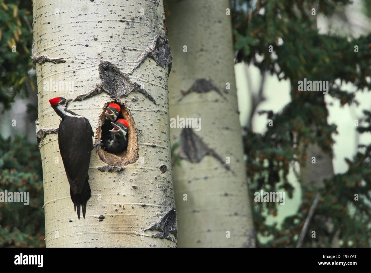 Pileated woodpecker (Dryocopus pileatus) with young in nest in mature trembling aspen tree (Populus tremuloides).  Banff National Park Alberta Canada Stock Photo