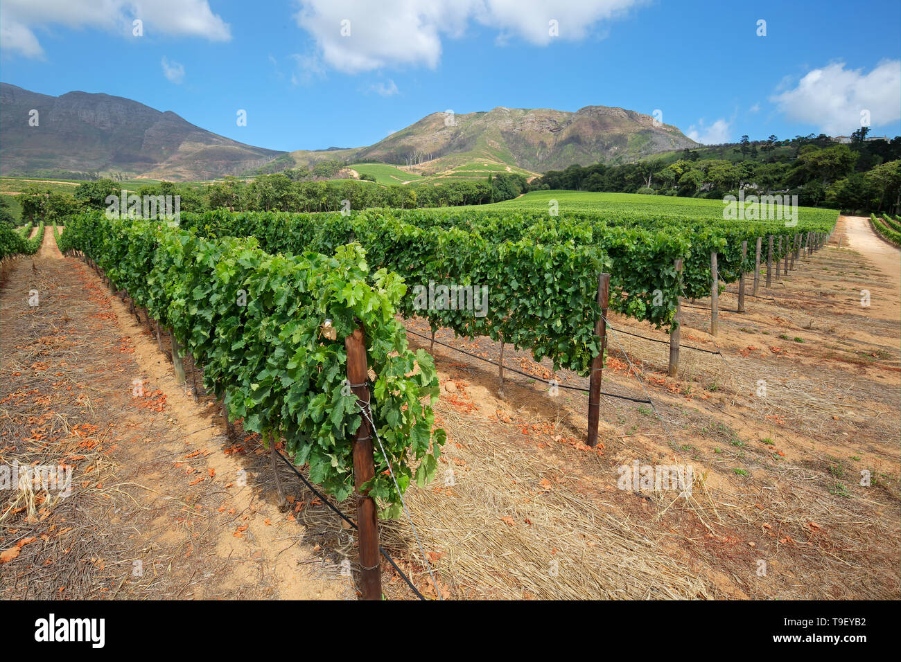 Scenic landscape of a vineyard against a backdrop of mountains, Cape Town, South Africa Stock Photo