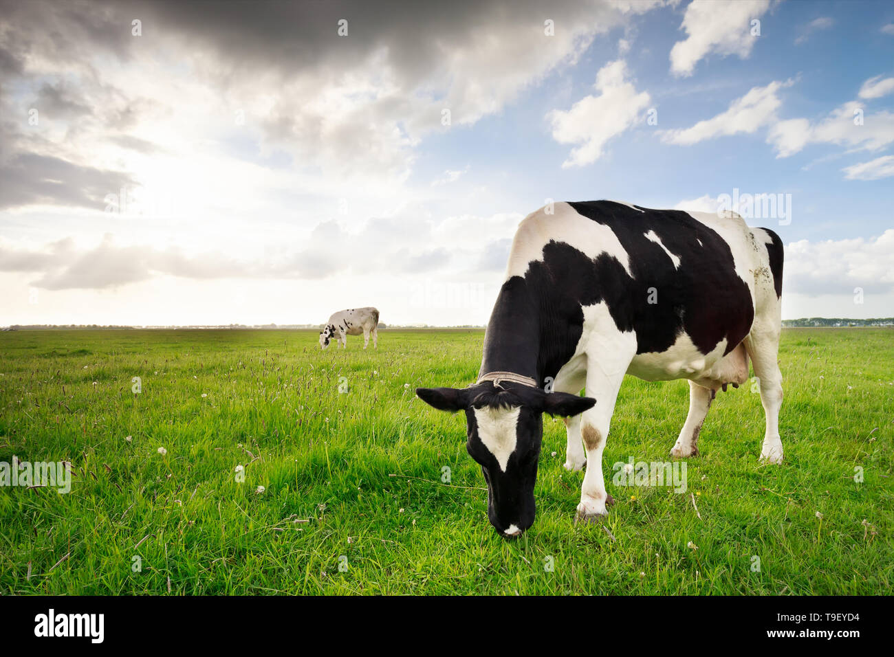 milk cows grazing on green pasture na dblue sky Stock Photo - Alamy