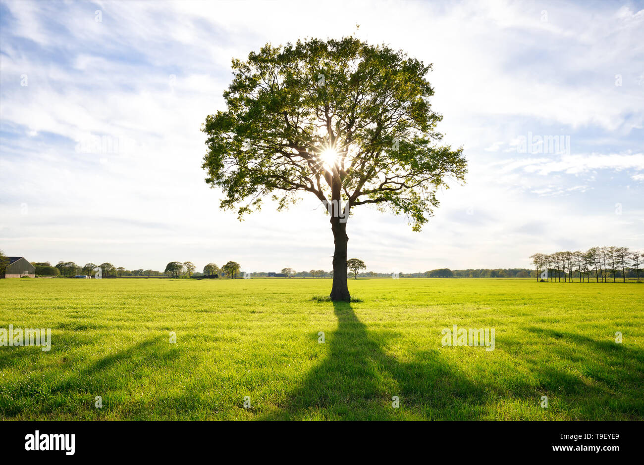 Lone oak tree on summer hi-res stock photography and images - Alamy