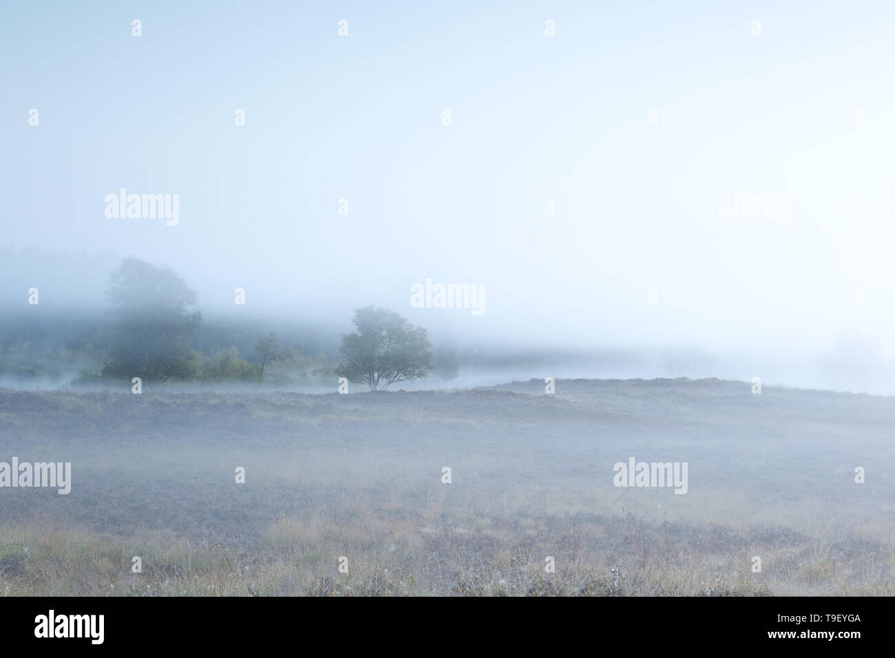 tree and hills in dense morning fog Stock Photo - Alamy