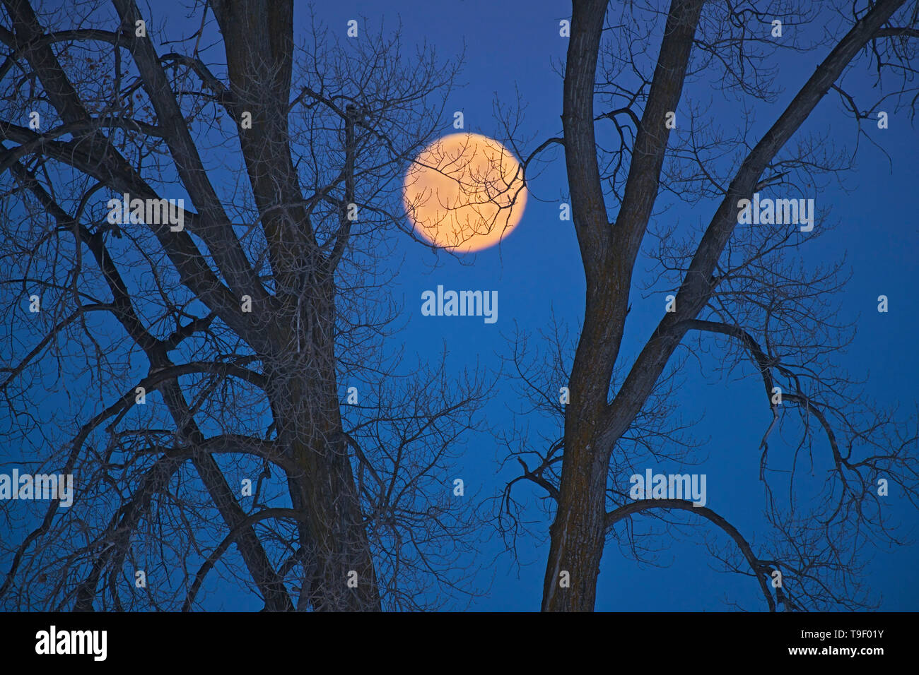 Full moon (Super moon) and plains cottonwood (Populus deltoides) at dawn. March 20, 2019. Spring Equinox, March equinox or Vernal Equinox. First day of spring. The last full moon of the winter is called the 'Worm Moon'. Dugald Manitoba Canada Stock Photo