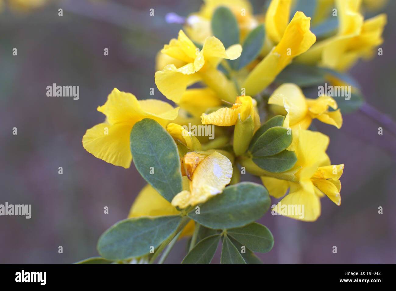 Caragana arborescens, yellow acacia flowers close up photo Stock Photo