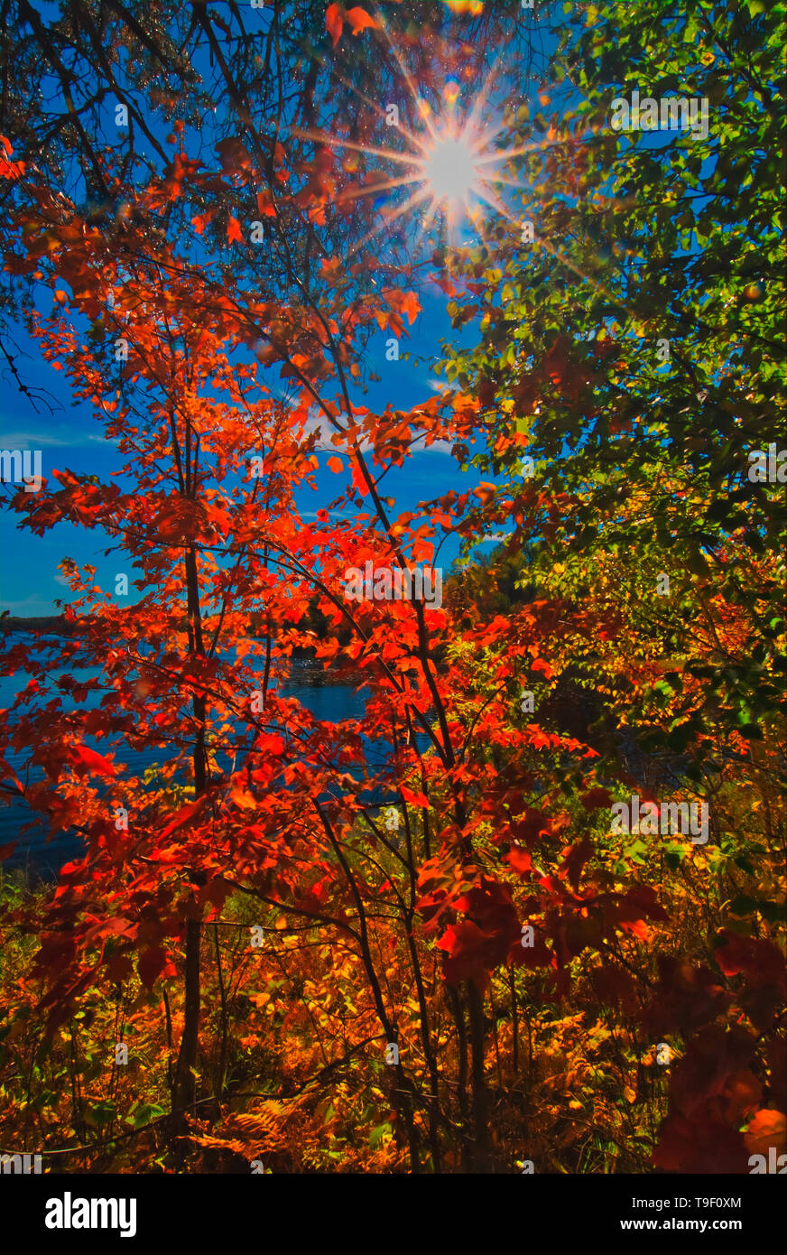 Dryberry lake hires stock photography and images Alamy