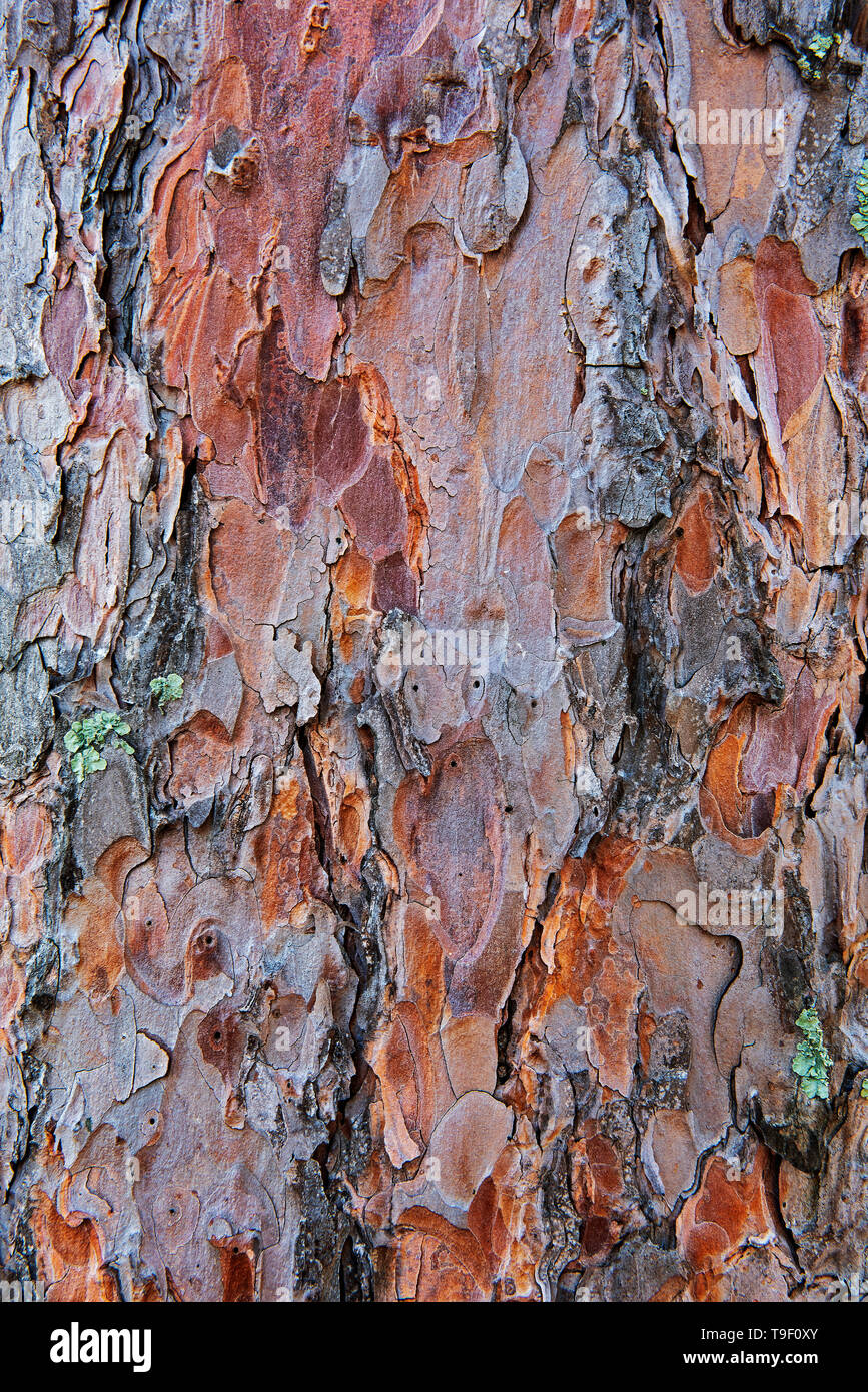 Bark of red pine trees (Pinus resinosa) Sioux Narrows Provincial Park Ontario Canada Stock Photo
