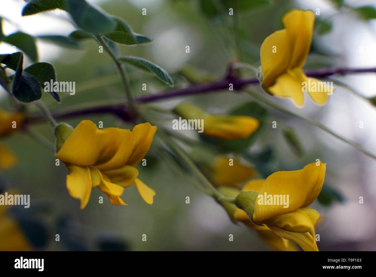 Caragana arborescens, yellow acacia flowers close up photo Stock Photo
