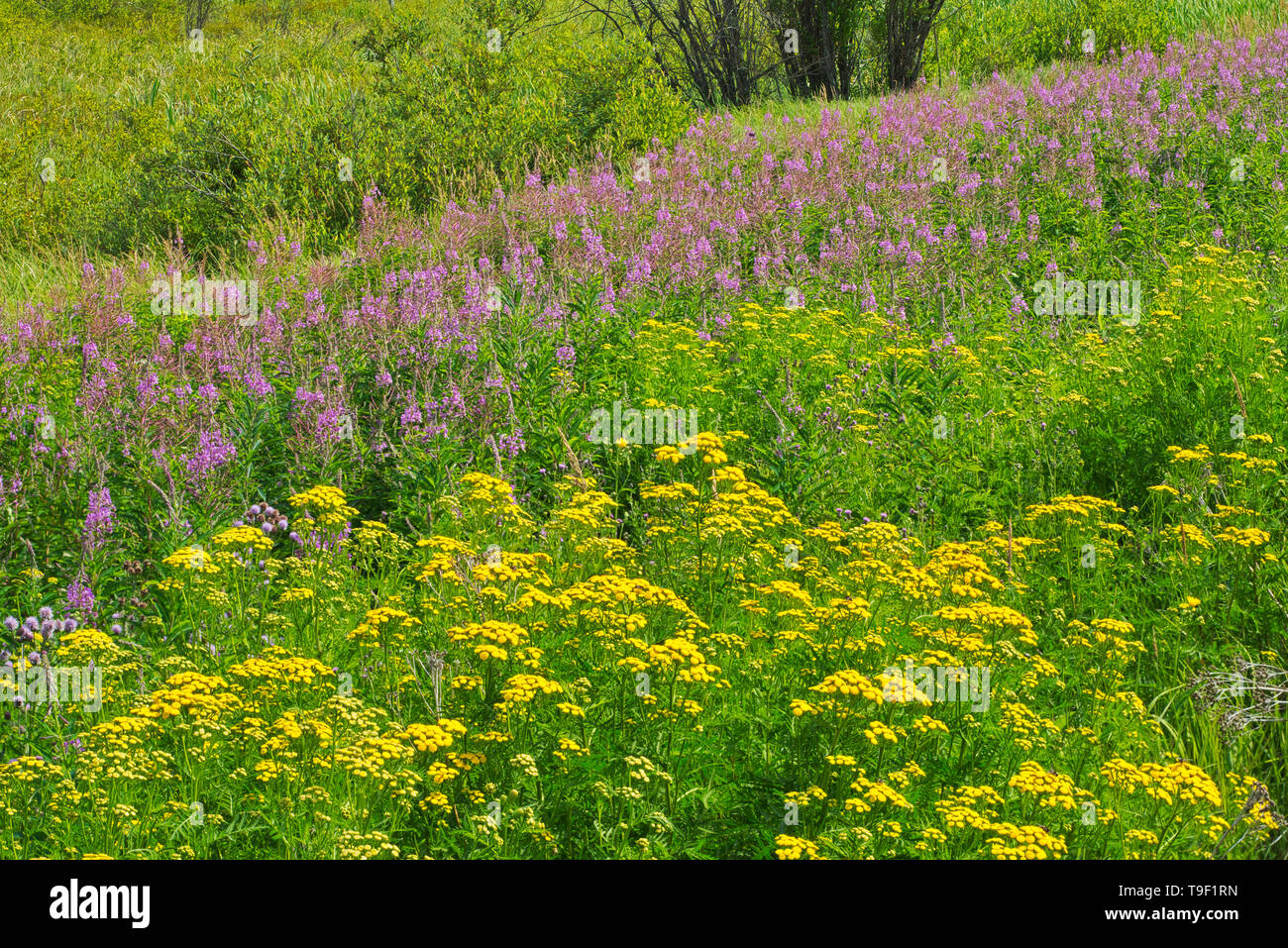 Tansy, Tanacetum vulgare and fireweed (Epilobium sp.) blossoms at edge of boreal forest.  Near Kenora Ontario Canada Stock Photo