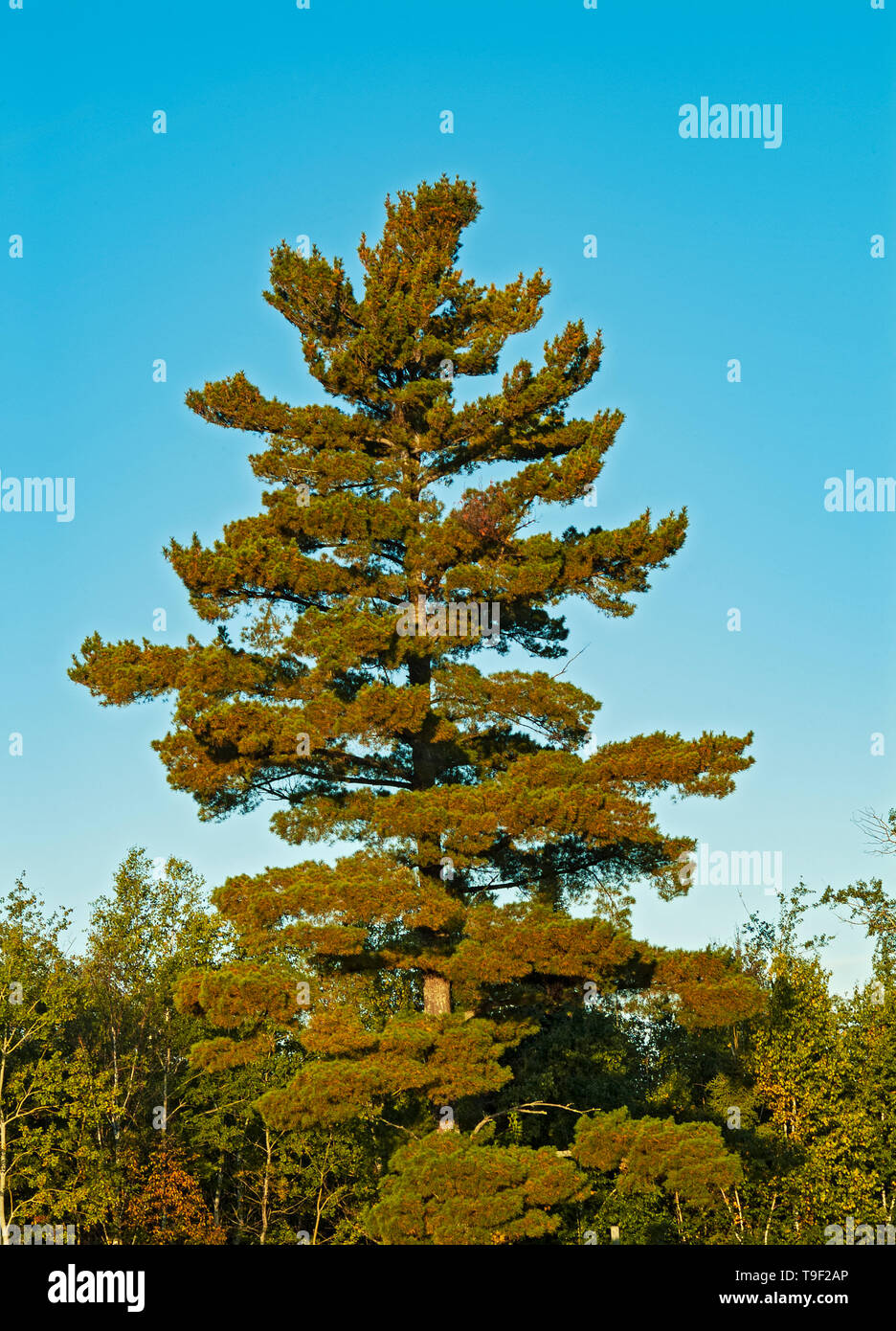 White pine trees, Pinus strobus, Sioux Narrows Provincial Park, Ontario, Canada Stock Photo