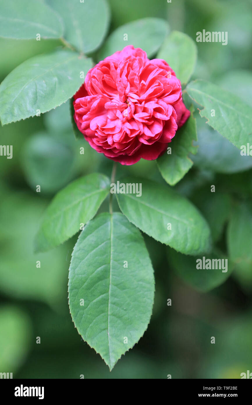 Fleur rose hi-res stock photography and images - Alamy