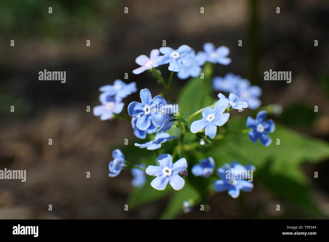 Blue spring flowers. Myosotis. Light blue flowers in park. me