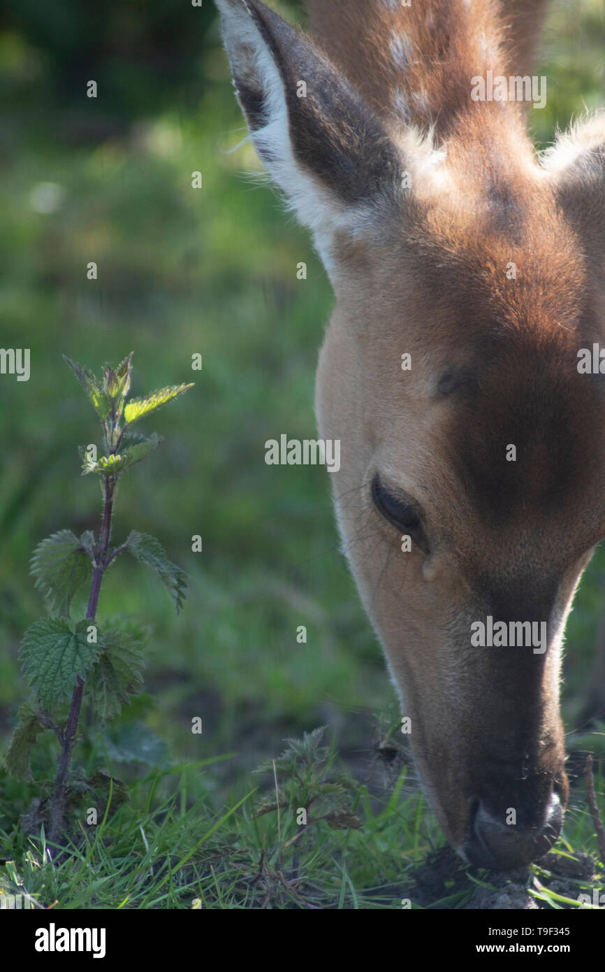 Vietnamese Sika Deer Stock Photo