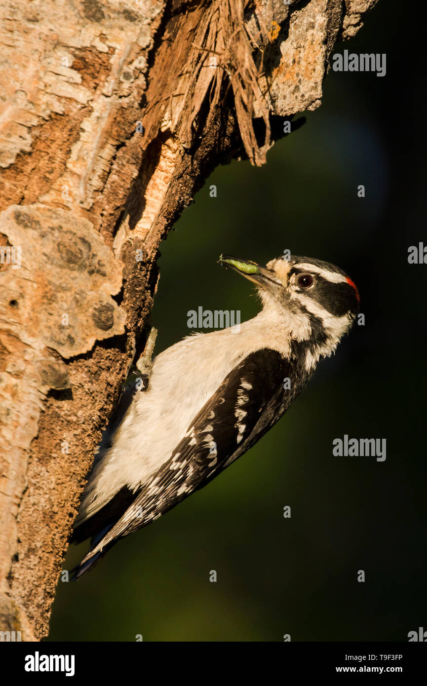 Hairy woodpecker, Picoides villosus, at a nest in Beauvais Lake Provincial Park, Alberta, Canada. Stock Photo