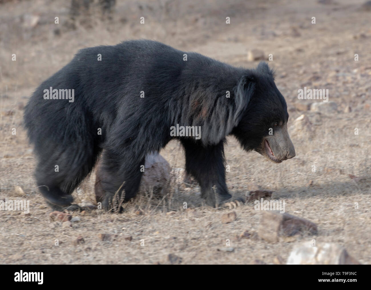 Sloth bear teeth hi-res stock photography and images - Alamy