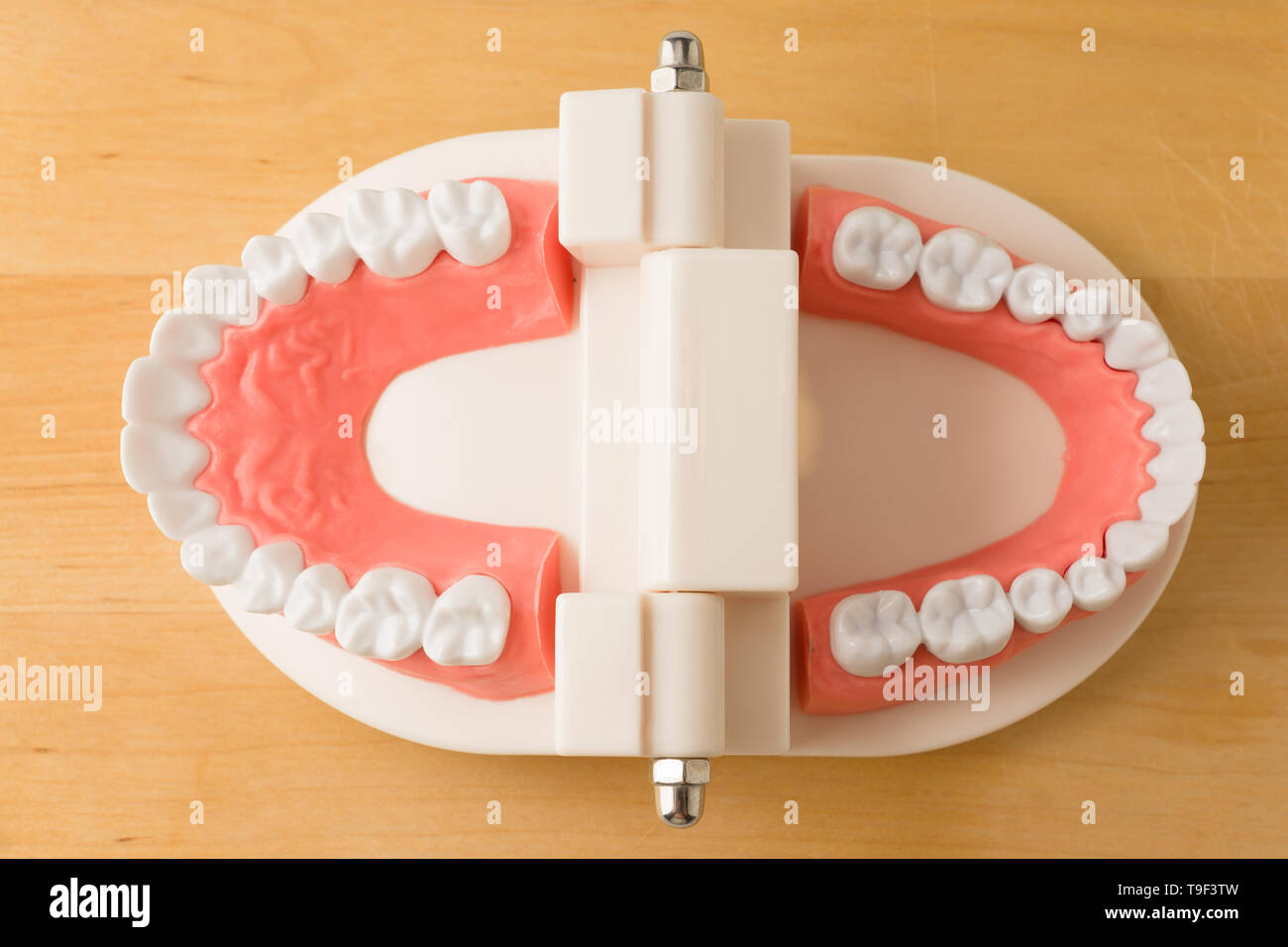 acrylic human jaw model for studying oral hygiene Stock Photo