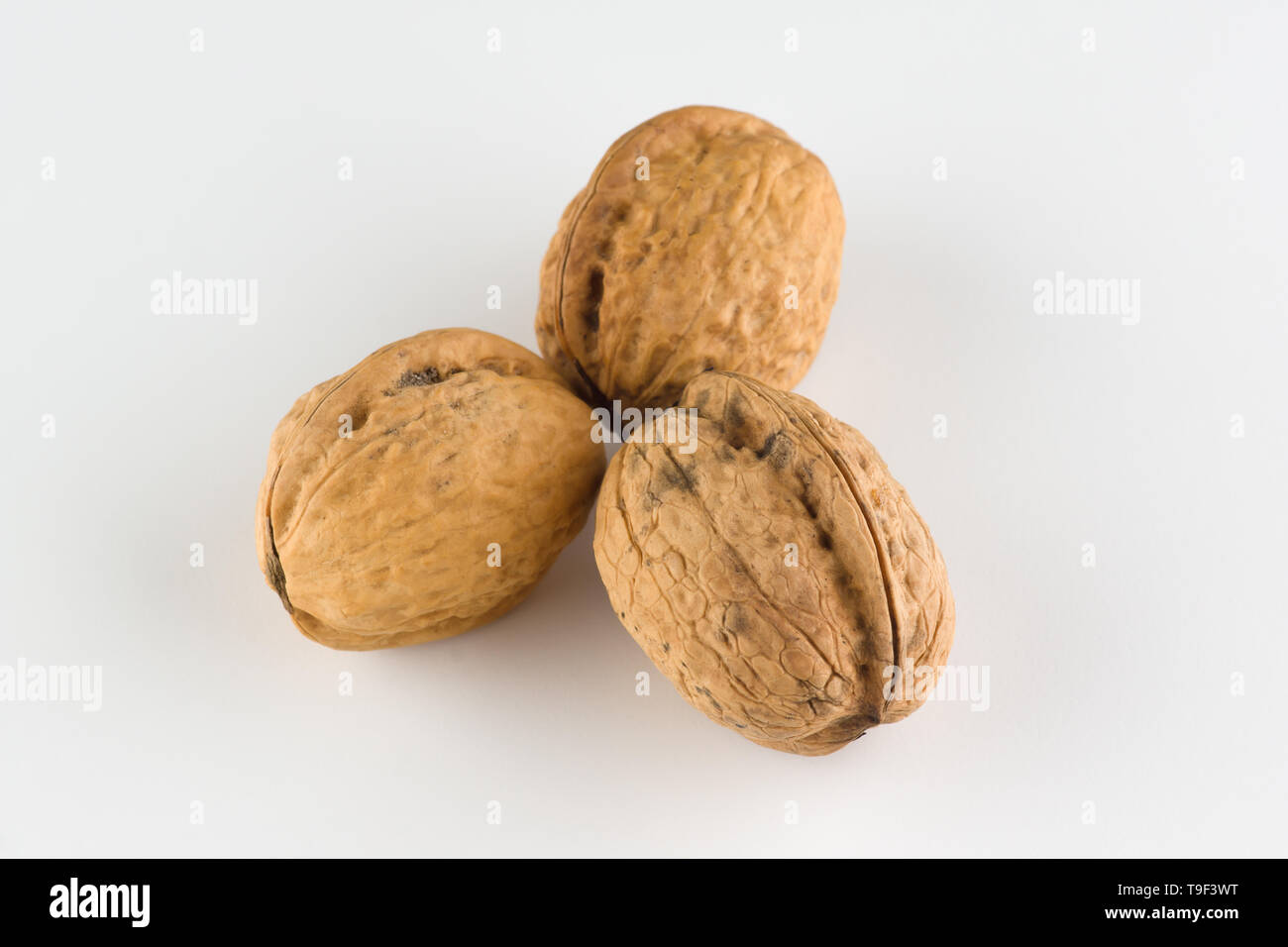 The Walnut