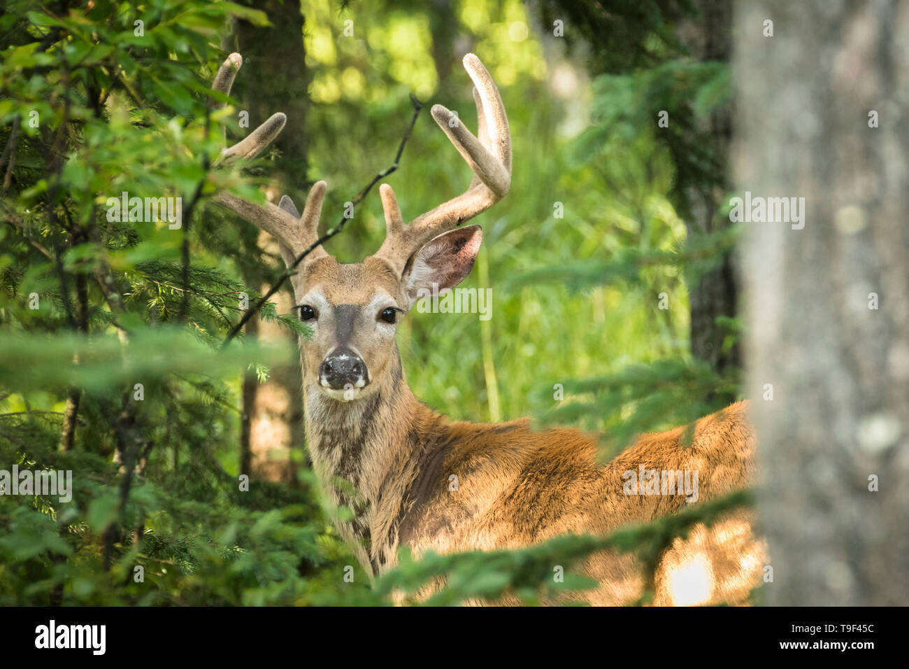 White-tailed deer,  Odocoileus virginianus, buck with velvet antlers near Bragg Creek, Alberta, Canada. Stock Photo
