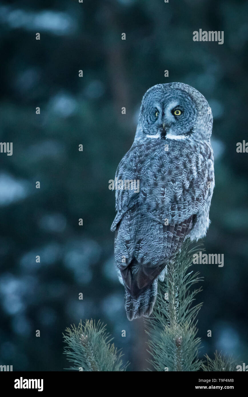 Great grey owl, Strix nebulosa, near Calahoo, Alberta, Canada Stock
