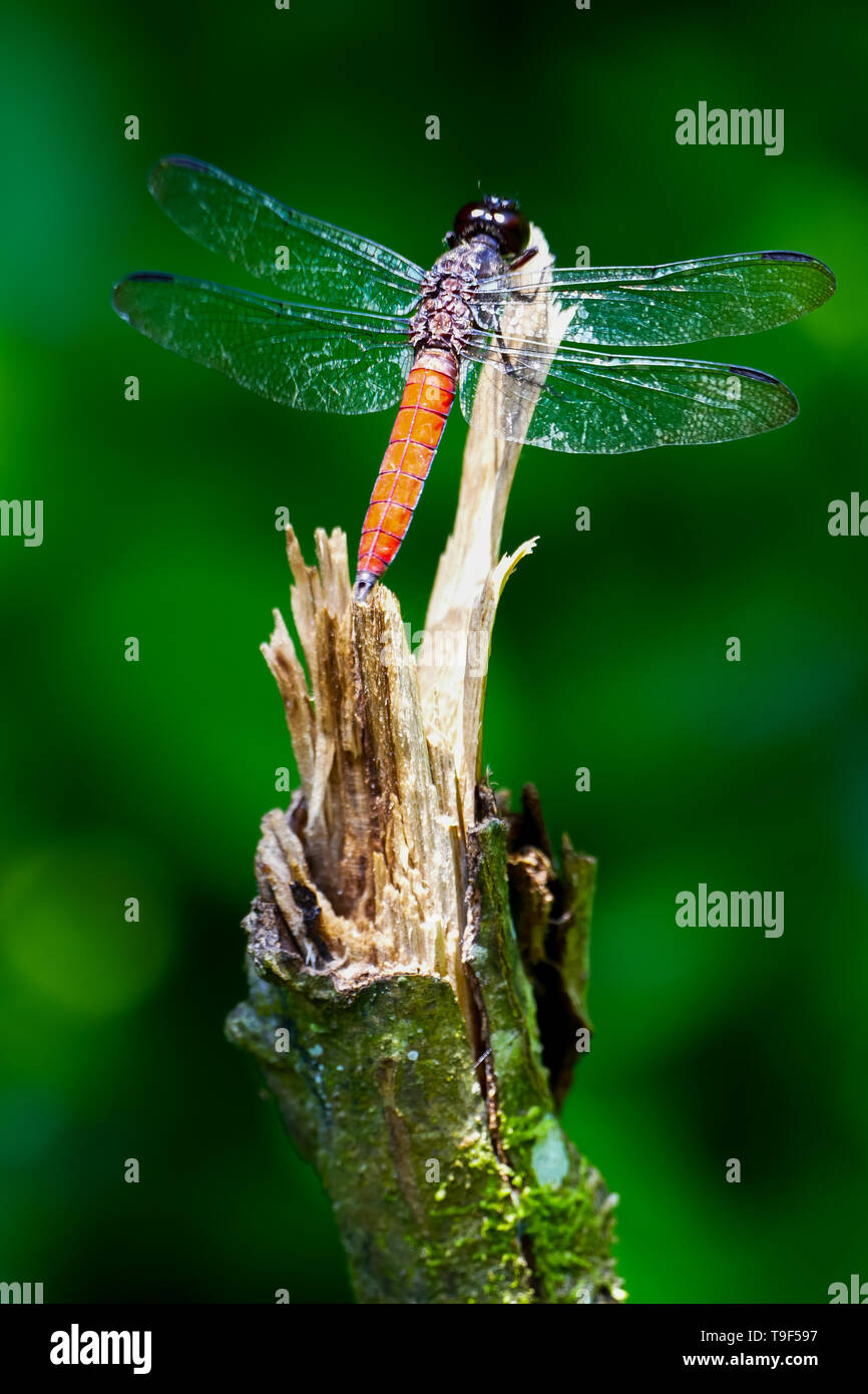 Close up shot of a dragonfly resting on a branch Stock Photo