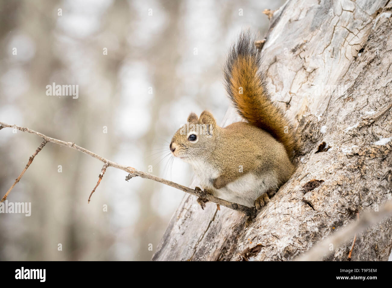 American red squirrel, Tamiasciurus hudsonicus, near Westlock, Alberta, Canada Stock Photo