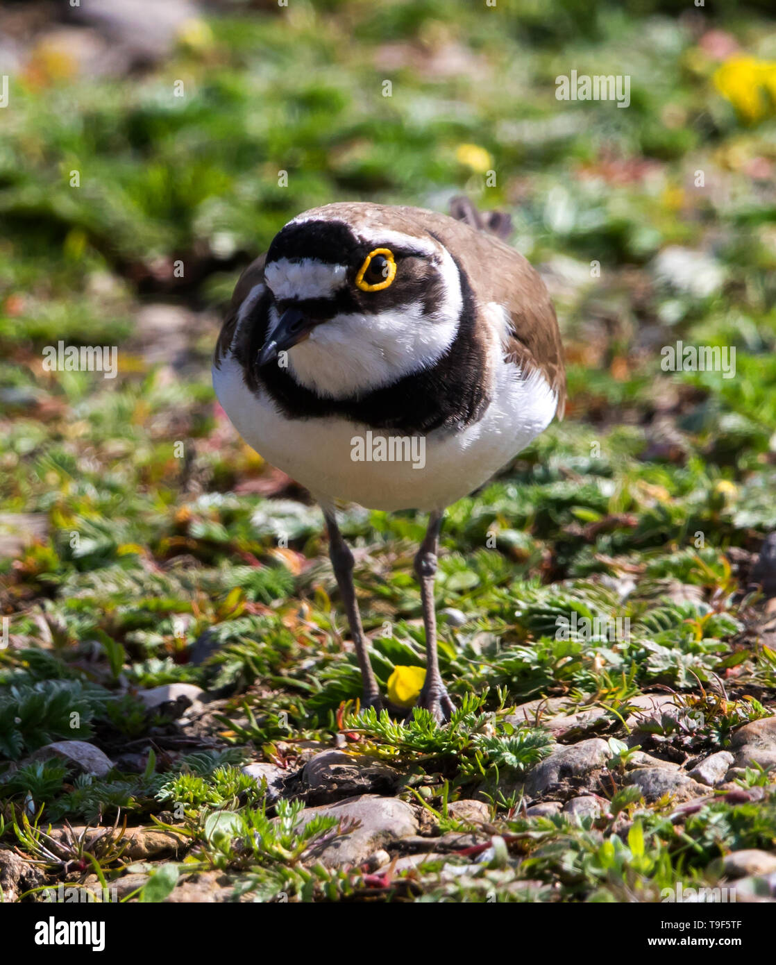 Little Ringed Plover in close Stock Photo - Alamy