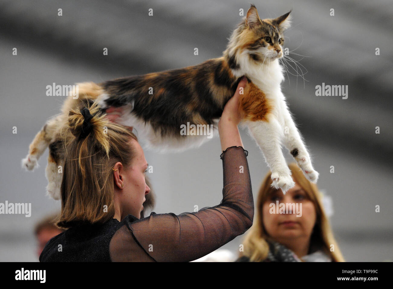 dis kål mod Prague, Czech Republic . May 18, 2019 - Prague, Czech Republic - More 300  cats from ten countries were evaluated during a two day cat's show and  competition 2 FIFe Allbreed International