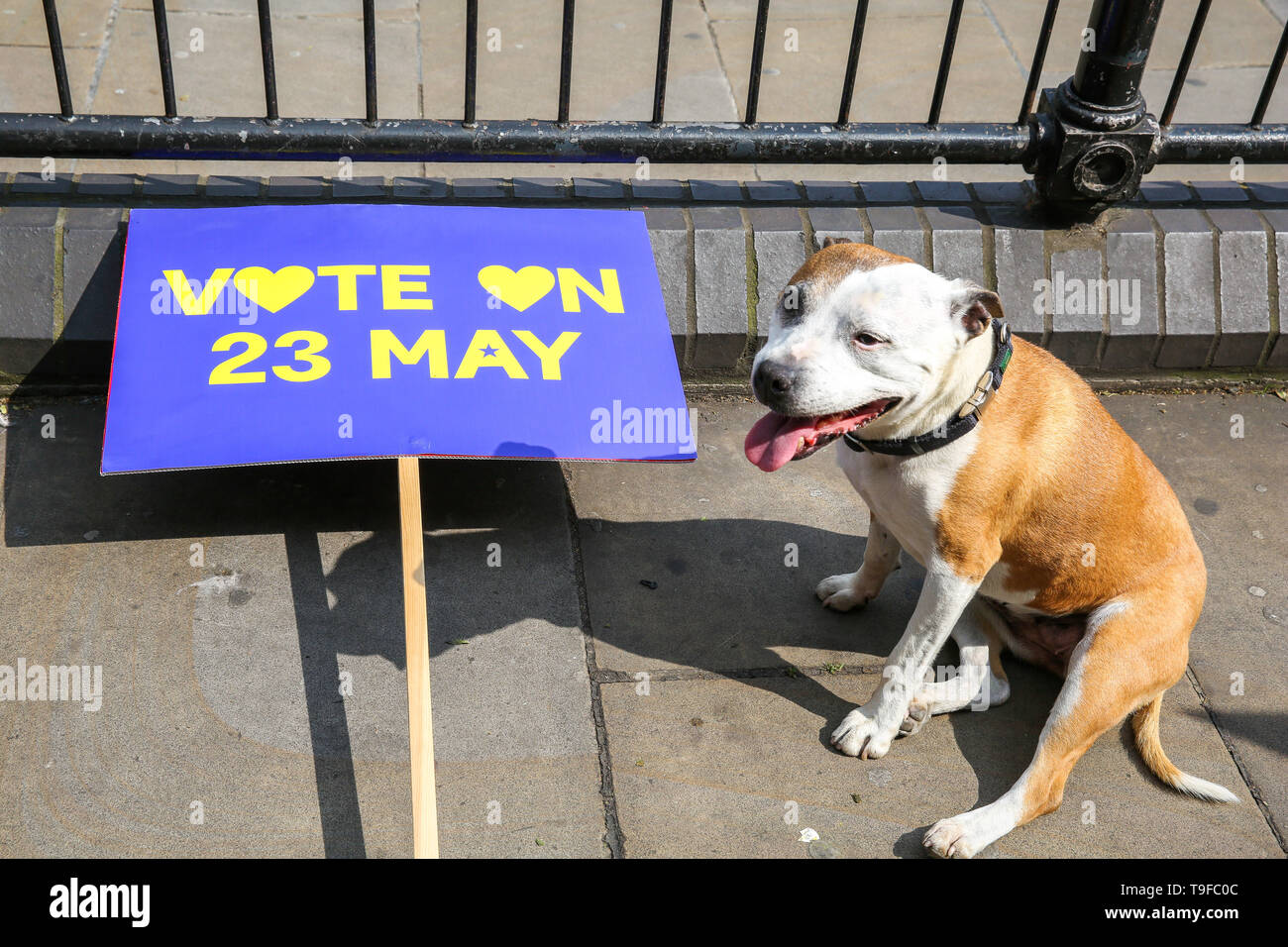 Dog named biscuit hot sale