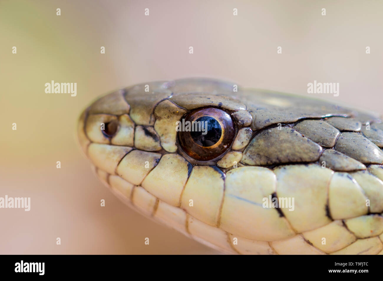 Snake eyes close up. Reptile with scales macro view. Garter snake in the wild close up. Stock Photo