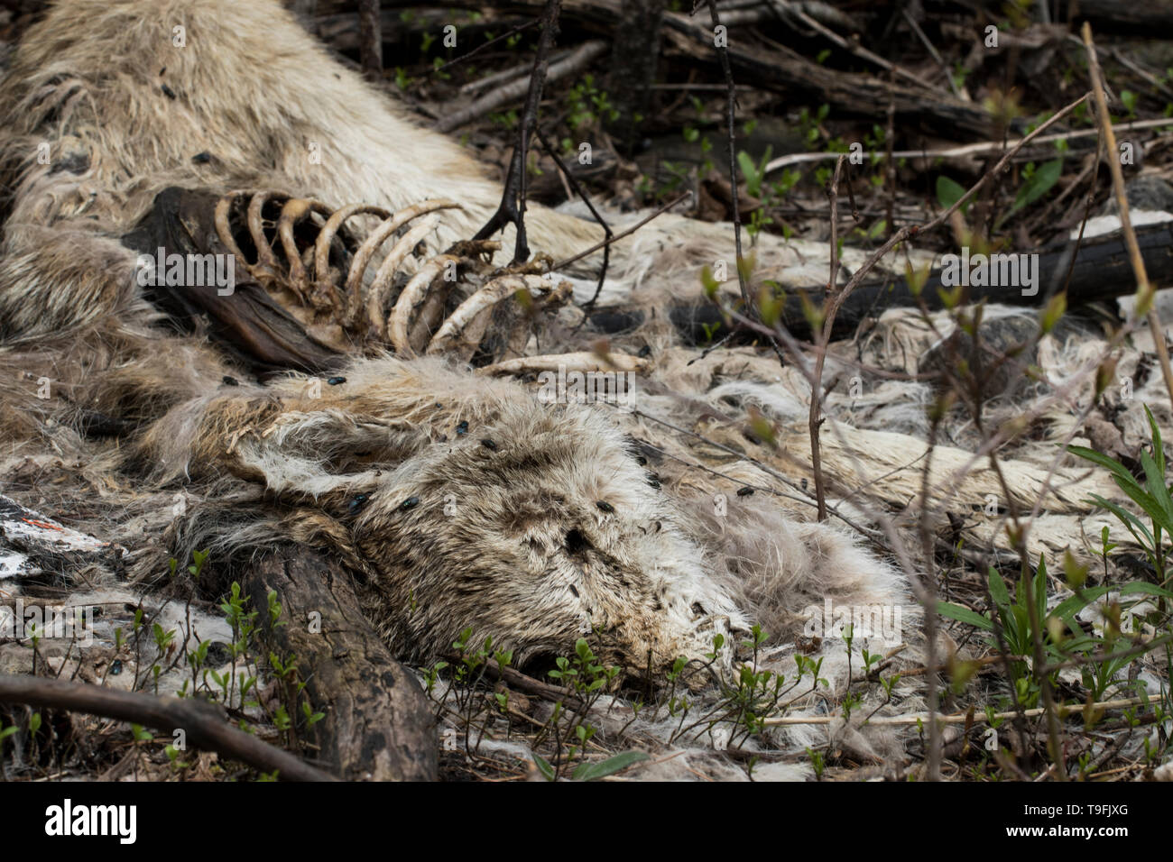 Death and decay concept. Cycle of life. Dead animal decomposing in the forest. Rotting animal skeleton. Stock Photo