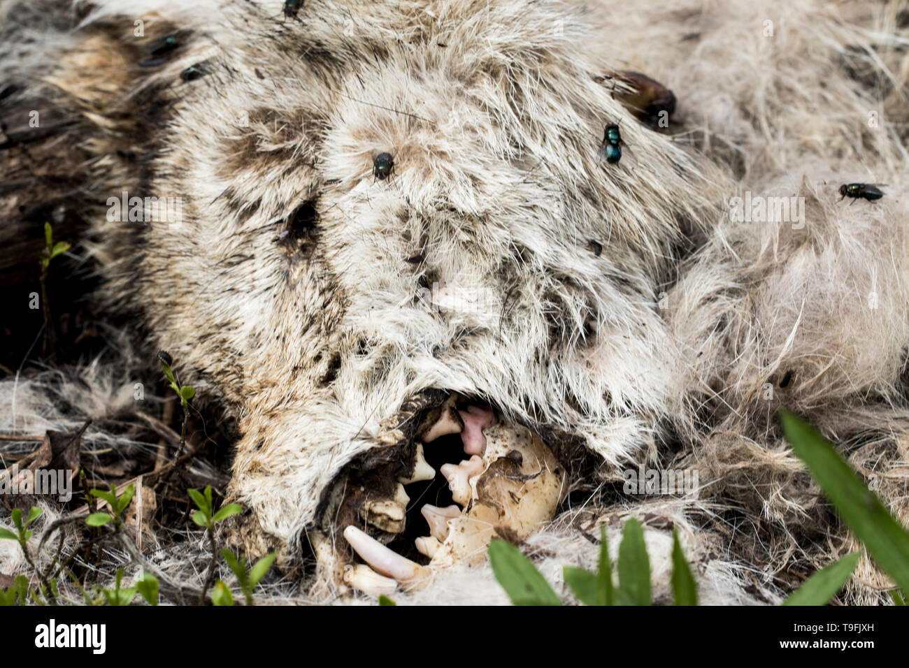 Head of a dead coyote decaying in the sun. Close up of animal death. Insects eating the carcass of a dead coyote close up. Stock Photo
