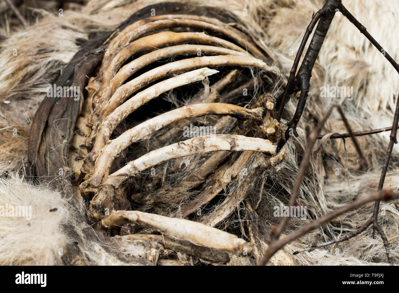 Rib cage of a dead coyote exposed from insects and active decay. Forensic study of entomology. Post-mortem dead animal. Decomposition close up. Stock Photo