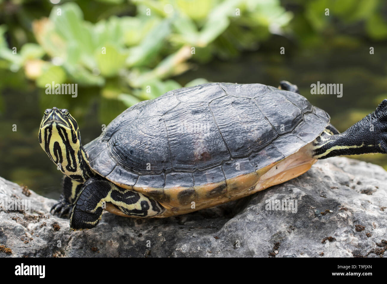 Mindfulness meditation turtle close up relaxing on rocks sunbathing.  Peaceful and quiet animals. Cute cold blooded turtle up close Stock Photo -  Alamy