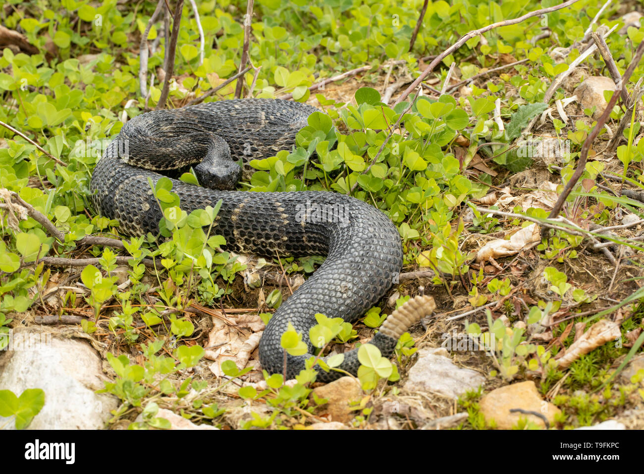 Black phase timber rattlesnake - Crotalus horridus Stock Photo