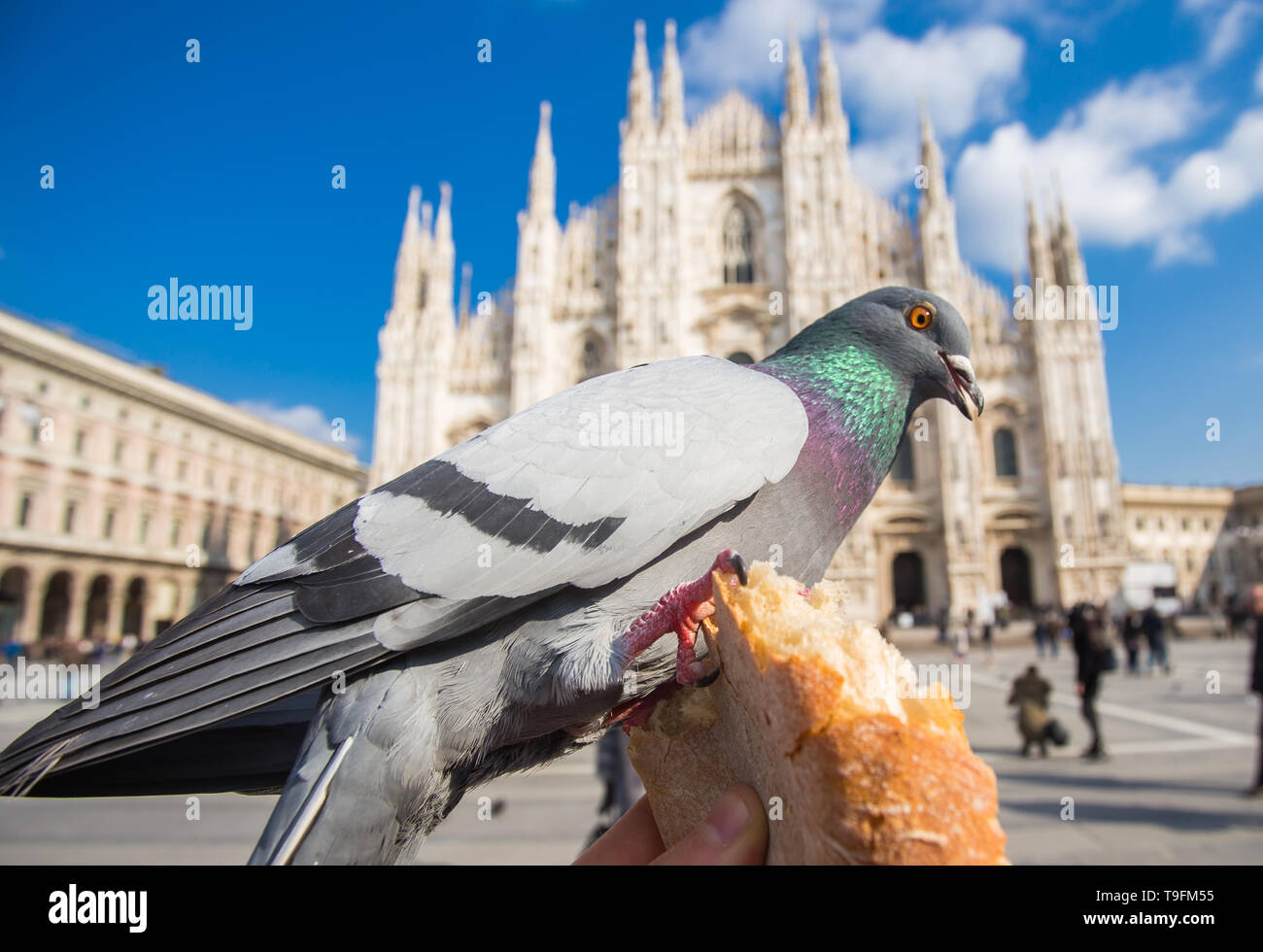 Travel Vacations Italy And Birds Concept Feeding Pigeons -