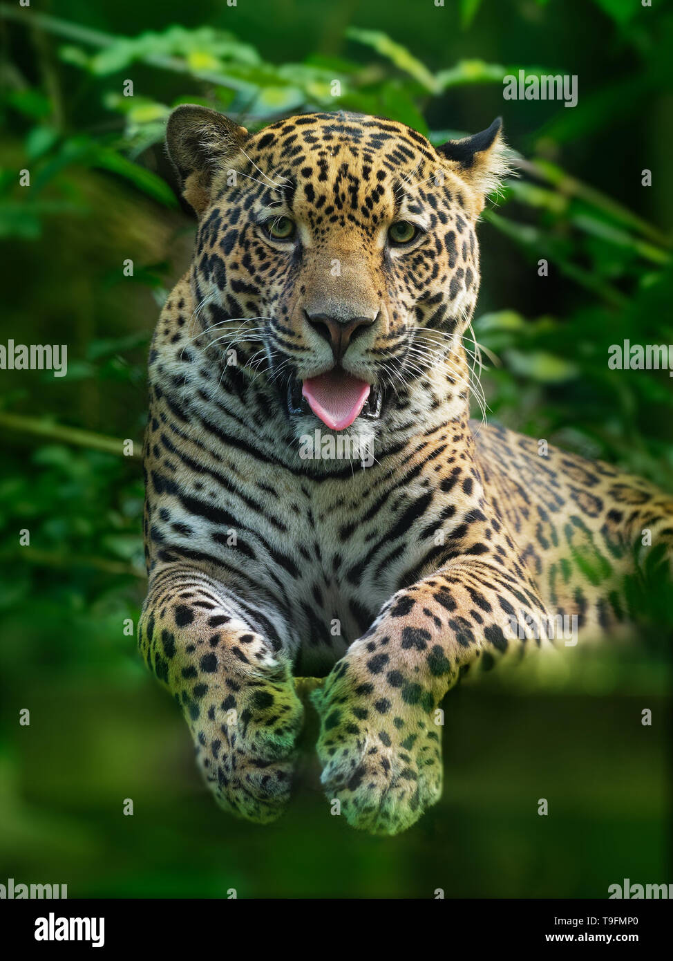 Jaguar Panthera onca wild cat species, the only extant member of
