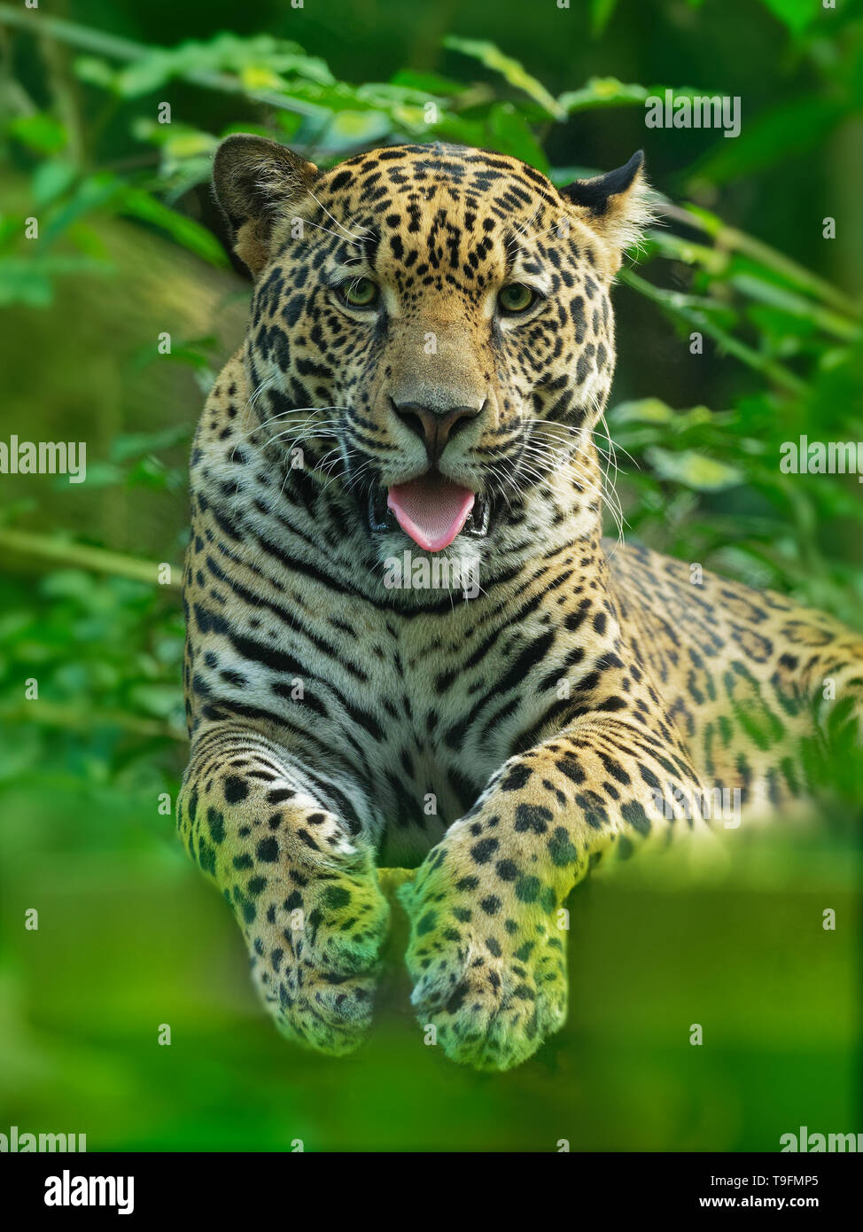Jaguar Panthera onca wild cat species, the only extant member of