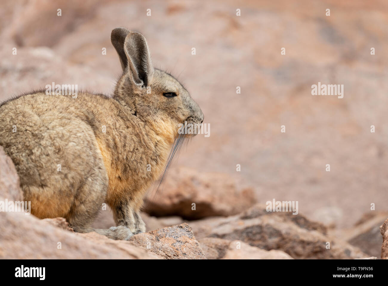 Chinchillidae High Resolution Stock Photography and Images - Alamy