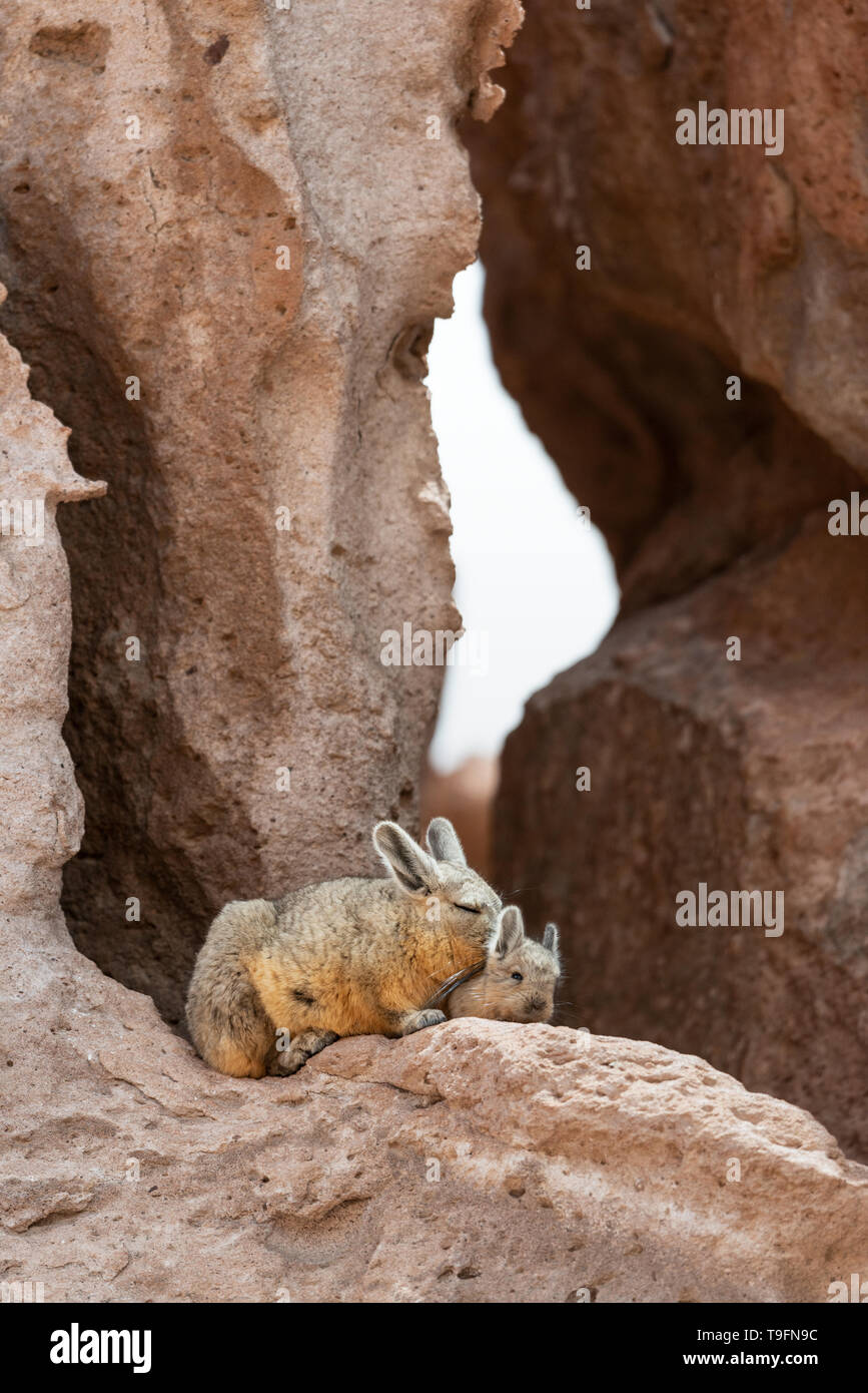 The southern viscacha (Lagidium viscacia) is a species of viscacha, a rodent in the family Chinchillidae found in Argentina, Bolivia, Chile, and Peru. Stock Photo