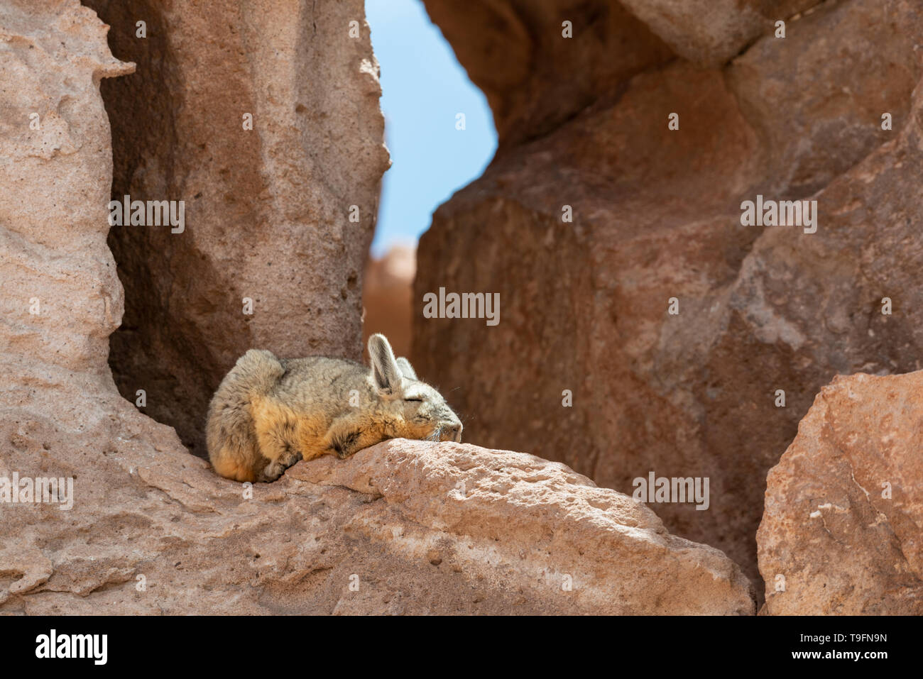 The southern viscacha (Lagidium viscacia) is a species of viscacha, a rodent in the family Chinchillidae found in Argentina, Bolivia, Chile, and Peru. Stock Photo