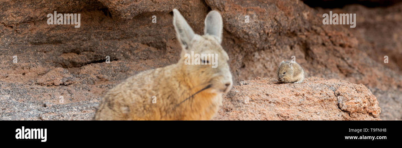 Andean fauna hi-res stock photography and images - Alamy