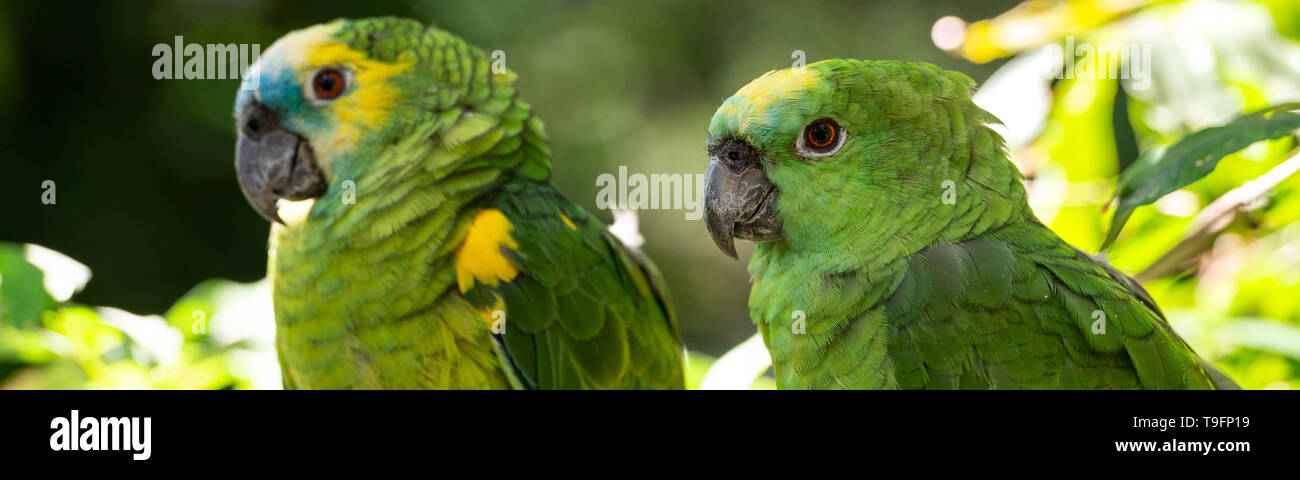 The turquoise-fronted amazon (Amazona aestiva), also called the turquoise-fronted parrot, the blue-fronted amazon and the blue-fronted parrot, is a So Stock Photo